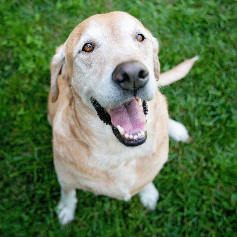 Meet your Posher, muttmomma